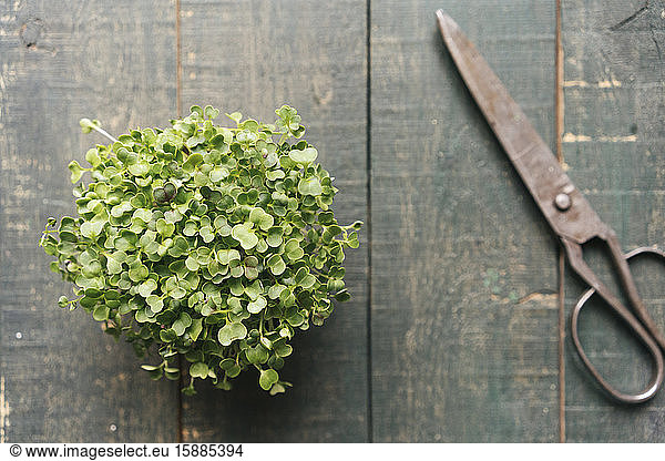 Plant and scissors on wooden table