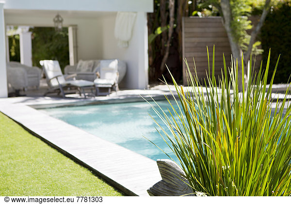Plant and swimming pool in backyard