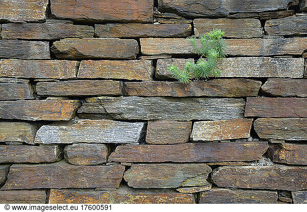 Plant growing between cracks of stone wall