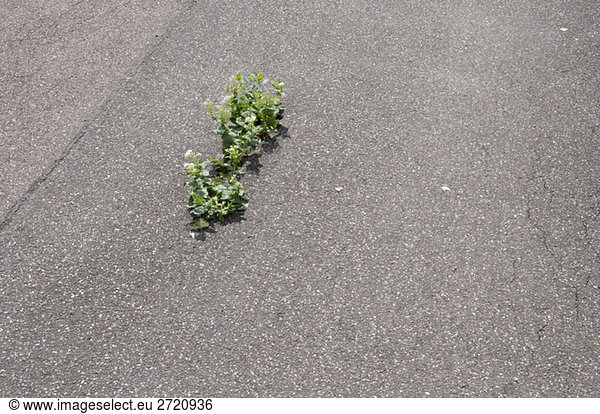 Plant growing on asphalt  elevated view