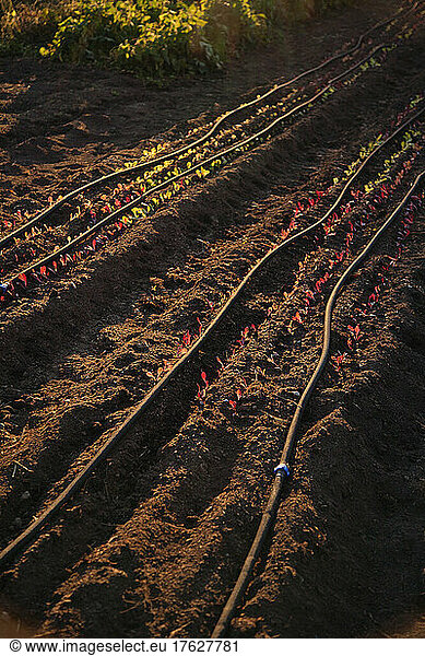 Plant nursery  rows of small seedlings growing in furrows in soil  water hoses laid along the ground.