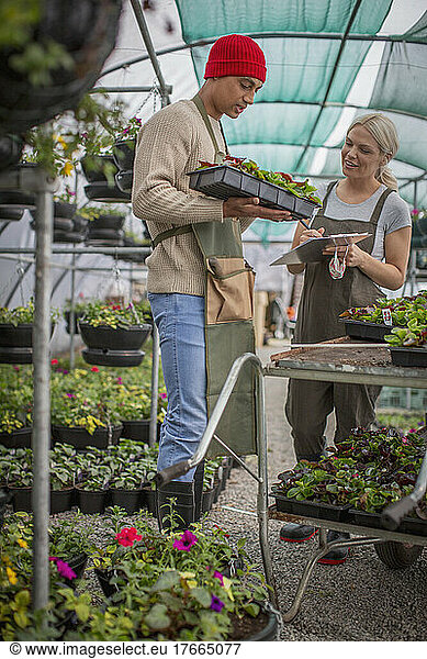 Plant nursery workers inspecting plants in greenhouse
