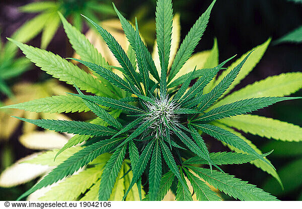 Plant Of Organic Medical Marijuana.