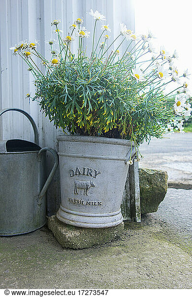 Plant potted in old milk churn at dairy