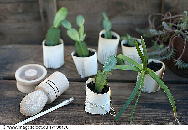 Plant potted in paper flower pot on wooden box