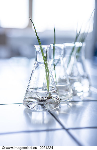 Plant seedlings in beakers in lab