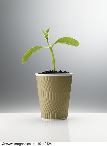 Plant sprouting in disposable coffee cup