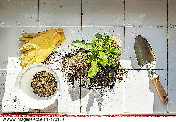 Plant with gardening equipment on floor