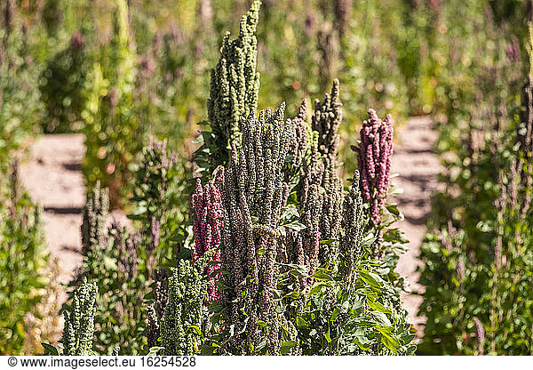 Plantage Quinoa; Provinz Nor Lipez  Abteilung Potosi  Bolivien