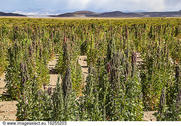 Plantage Quinoa; Provinz Nor Lipez  Abteilung Potosi  Bolivien