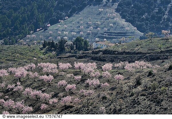 Plantagen mit mehreren Mandelbäumen in Blüte an Berghang  blühende Mandelplantage  Vélez Rubio  Andalucía  Spanien  España  Europa