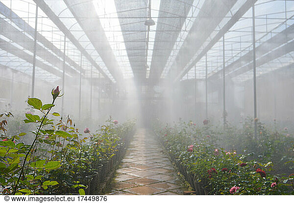 Plantation roses in a greenhouse Roses blooming in a greenhouse in a r