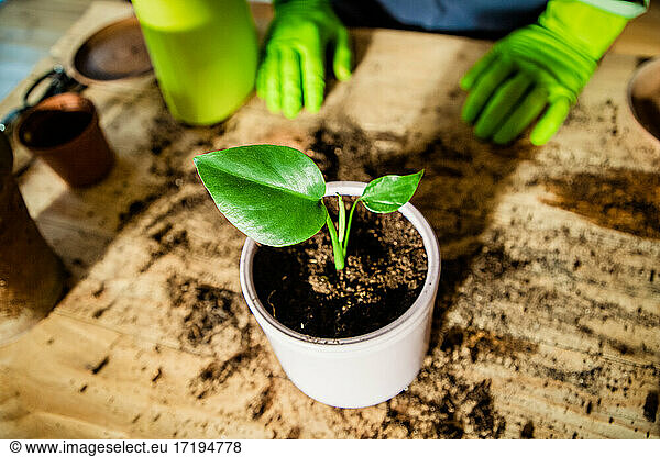 planting houseplants indoors home gardening