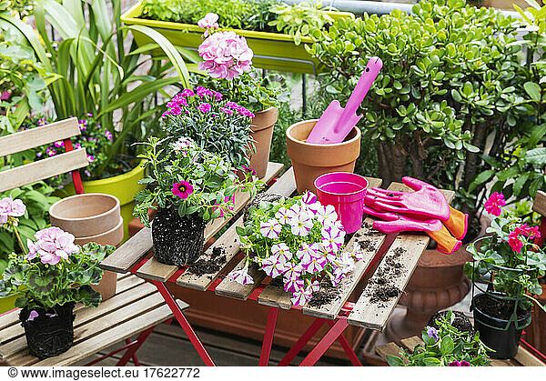 Planting of pink summer flowers in balcony garden