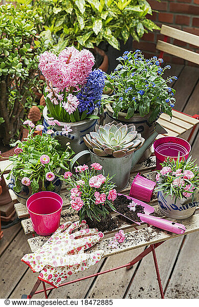 Planting of springtime flowers in balcony garden