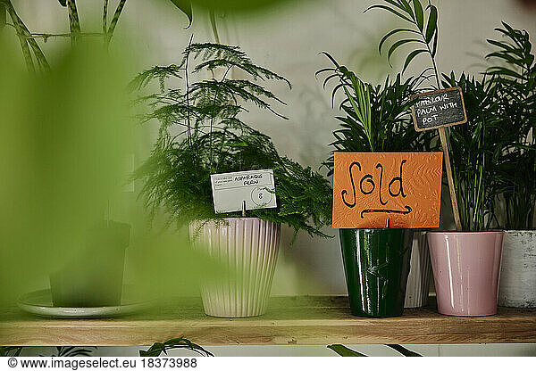 Plants for sale in plant shop  one showing a Sold sign