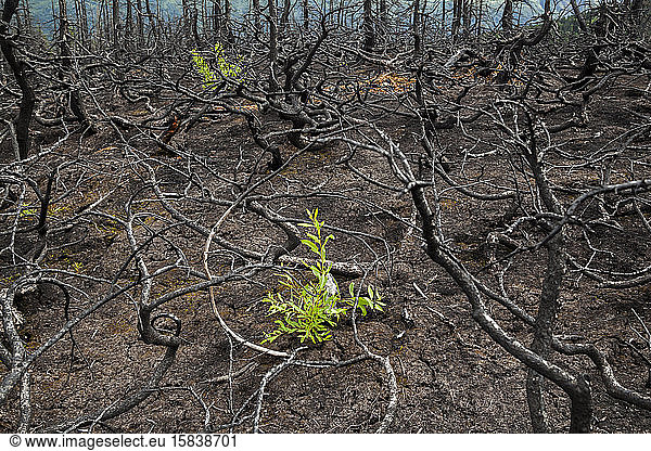 Plants grow among burned trees  Kenai Peninsula  Alaska