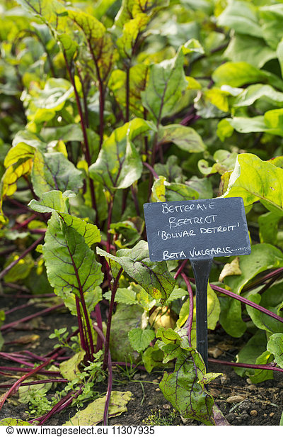 Plants growing in a vegetable garden  with a slate name label. Beetroot.