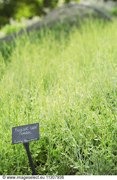 Plants growing in a vegetable garden  with a slate name label. Sorrel.