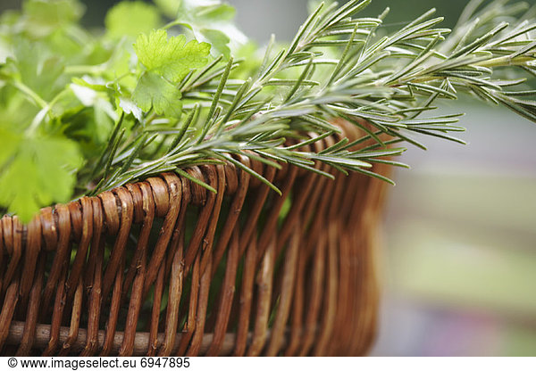 Plants in Basket