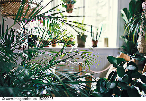 Plants in domestic room at home