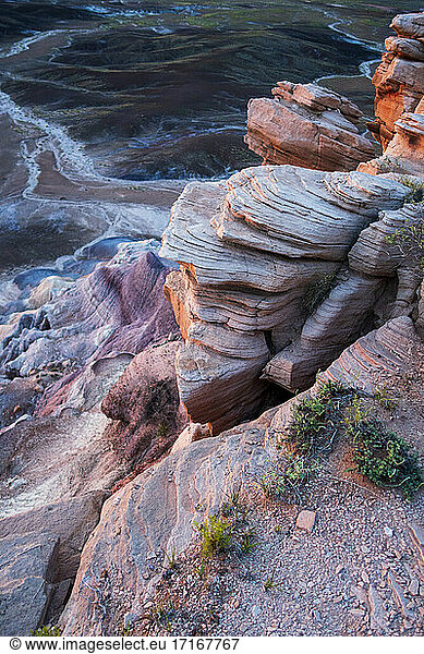 Plants on rock formation at Petrified Forest  national park  Arizona  USA