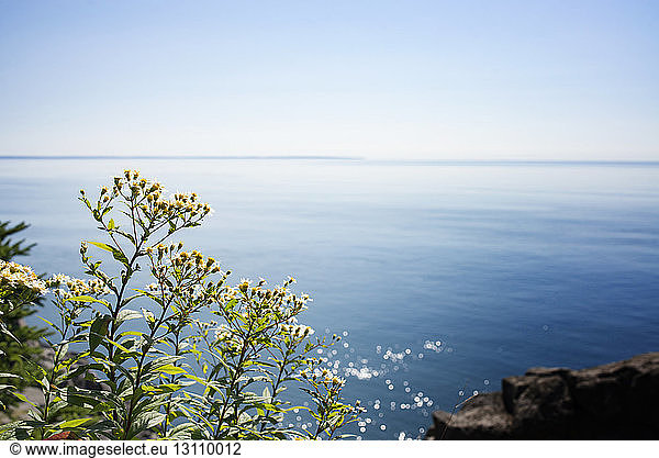 Plants overlooking ocean against clear sky