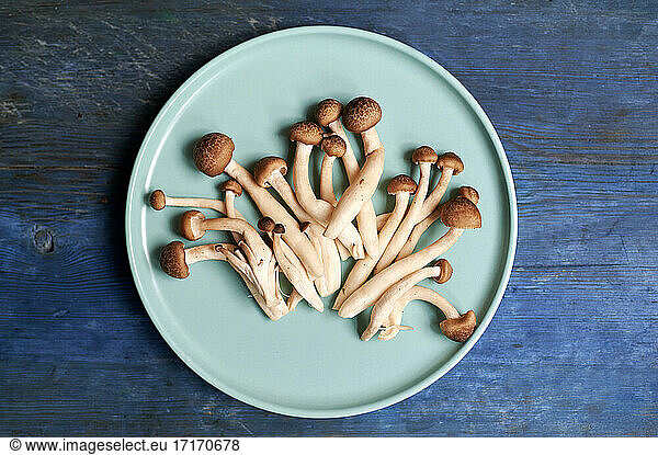 Plate with brown Cyclocybe aegerita mushrooms