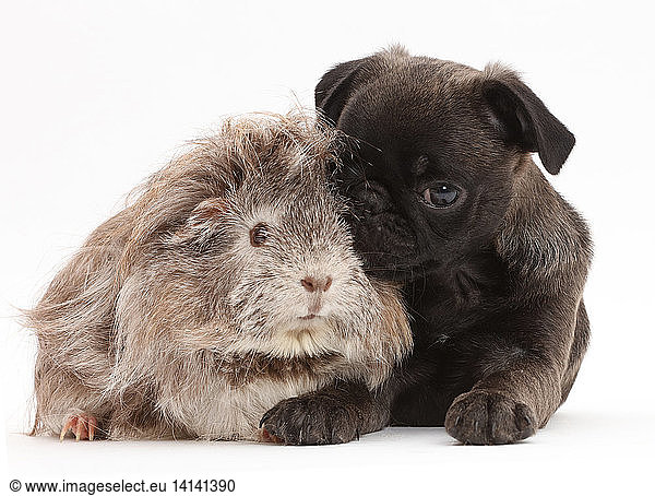 Platinum Pug Puppy and Guinea pig
