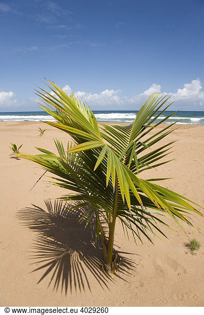 Playa Pui Pui  Venezuela  Karibik  Südamerika