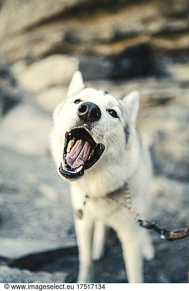 Playful husky closeup with mouth open
