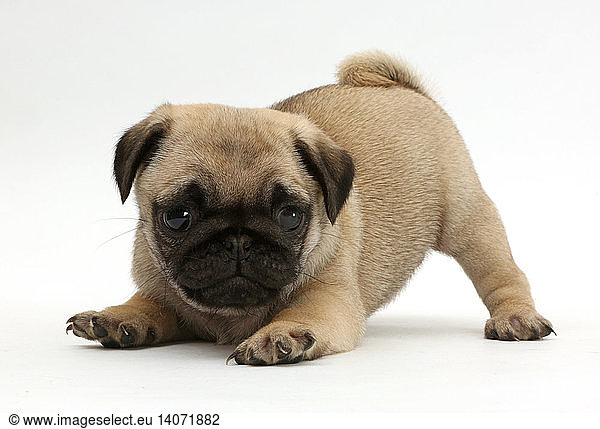 Playful Pug Puppy in Play-Bow
