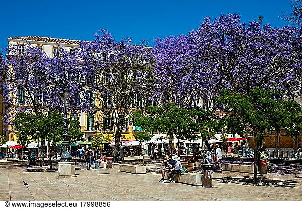 Plaza de la Merced mit Jacaranda-Bäumen und dem Geburtshaus von Pablo Picasso an der nord-westlichen Seite  Malaga  Malaga  Andalusien  Spanien  Europa