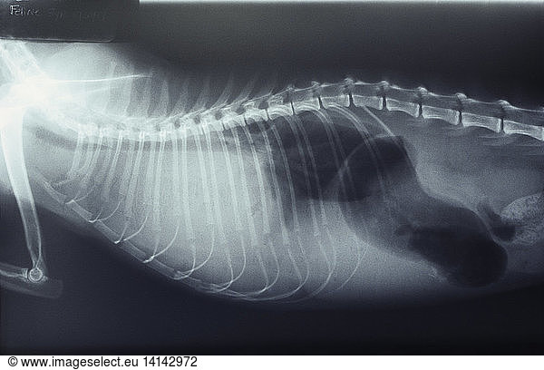 Pleural Effusion In Cat Pleural Effusion In Cat X Rayabnormal