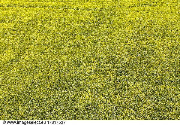 Plowed and cultivated field with wheat