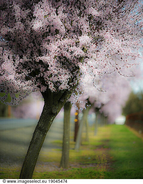 Plum tree blossoms.