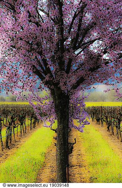 Plum tree blossoms and vineyard.