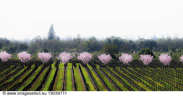 Plum tree blossoms and vineyard.