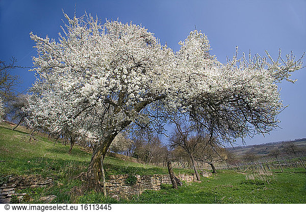 Plum tree in bloom on limestone hills  near Westhalten  Haut-Rhin  France