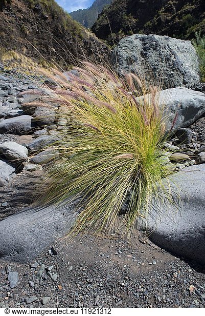 Plumacho or rabo de gato (Pennisetum setaceum) is a plant native of Tropical Africa  Middle East and Southeast Asia but naturalized in Canary Islands  Southern Spain  Sicilia  Australia  California and South Africa. This photo was taken in La Palma Island  Canary Islands  Spain.