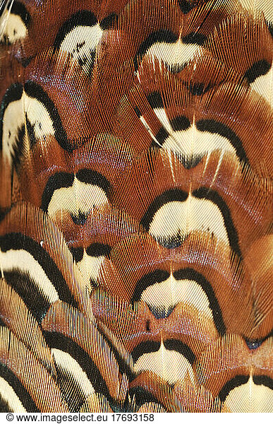 Plumage of Ring-necked Pheasant