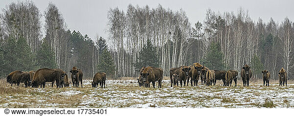 Poland  Podlaskie Voivodeship  European bison (Bison bonasus) in Bialowieza Forest