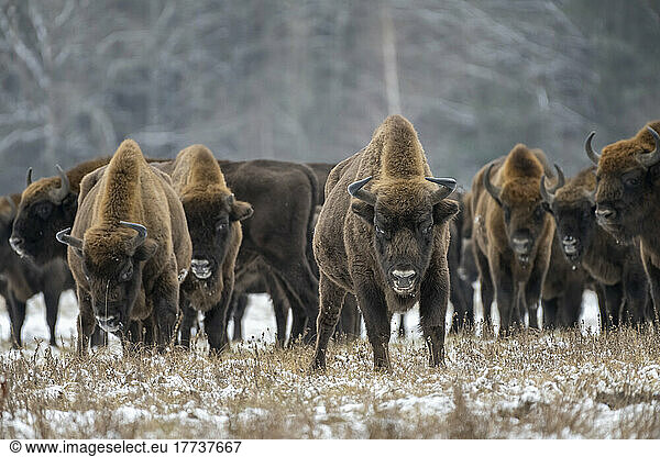 Poland  Podlaskie Voivodeship  European bison (Bison bonasus) in Bialowieza Forest