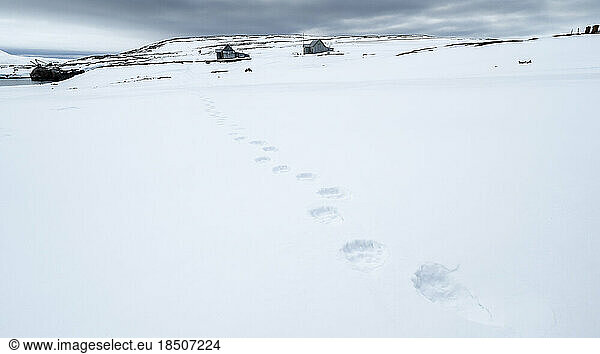 polar bear footprints in the snow headed to an abandoned station
