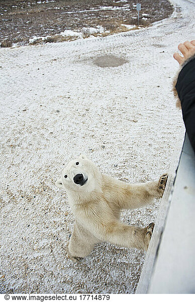 Polar Bear Leaning Against A Tundra Buggy; Churchill  Manitoba  Canada