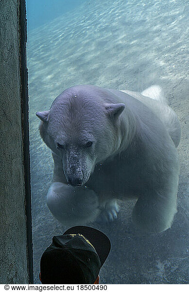 Polar Bear looks at a Child  Toronto Zoo  Ontario  Canada