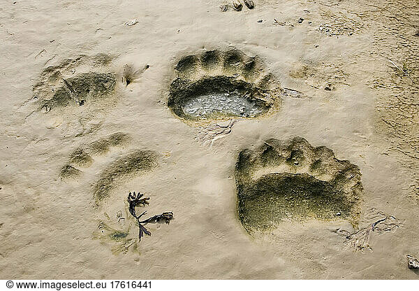 Polar bear paw prints on the beach.; Hudson Bay  Ontario  Canada.