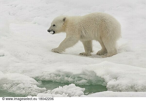 Polar bear (Thalassarctos maritimus)  young carrying ice chunk  Spitsbergen  Svalbard Archipelago  Barents Sea  polar bear Norway