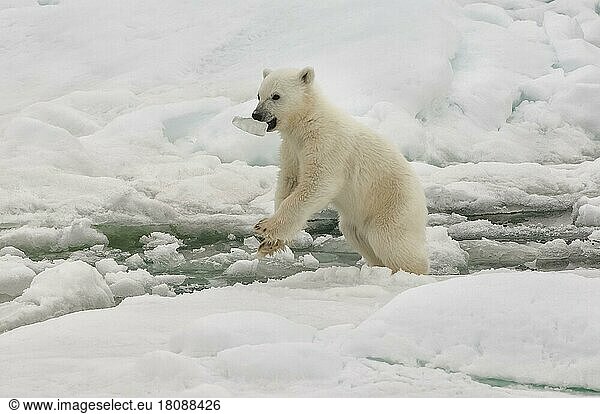 Polar bear (Thalassarctos maritimus)  young carrying ice chunk  Spitsbergen  Svalbard Archipelago  Barents Sea  polar bear Norway