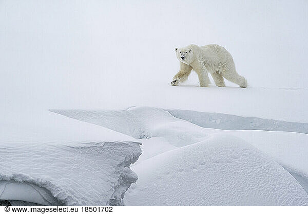 Polar bear walking in the snow on a ledge  along the coast